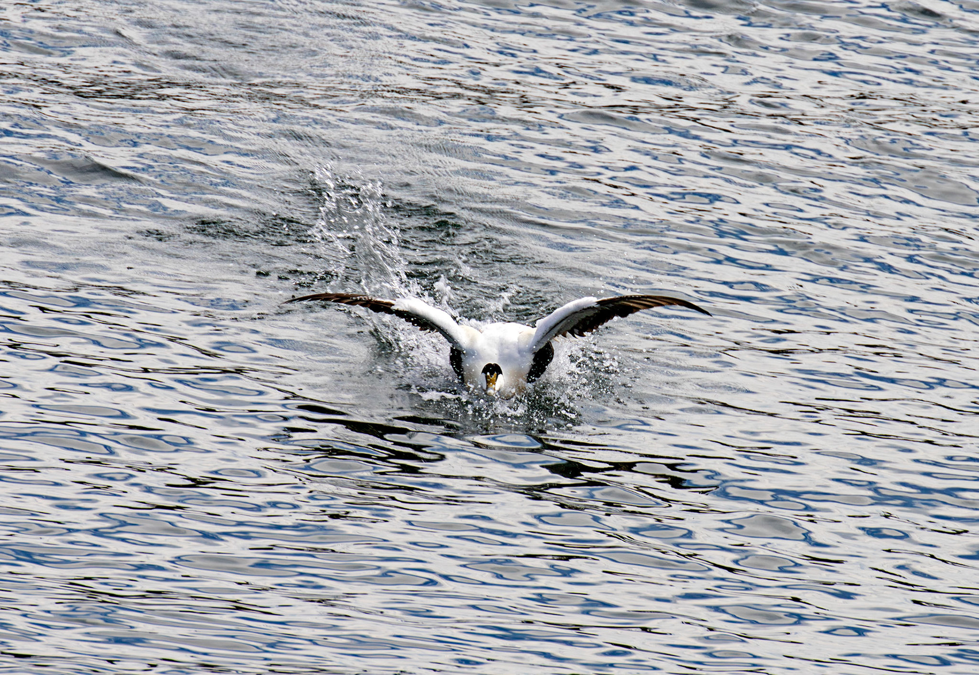 Kirkcaldy Harbour 23 May 2026