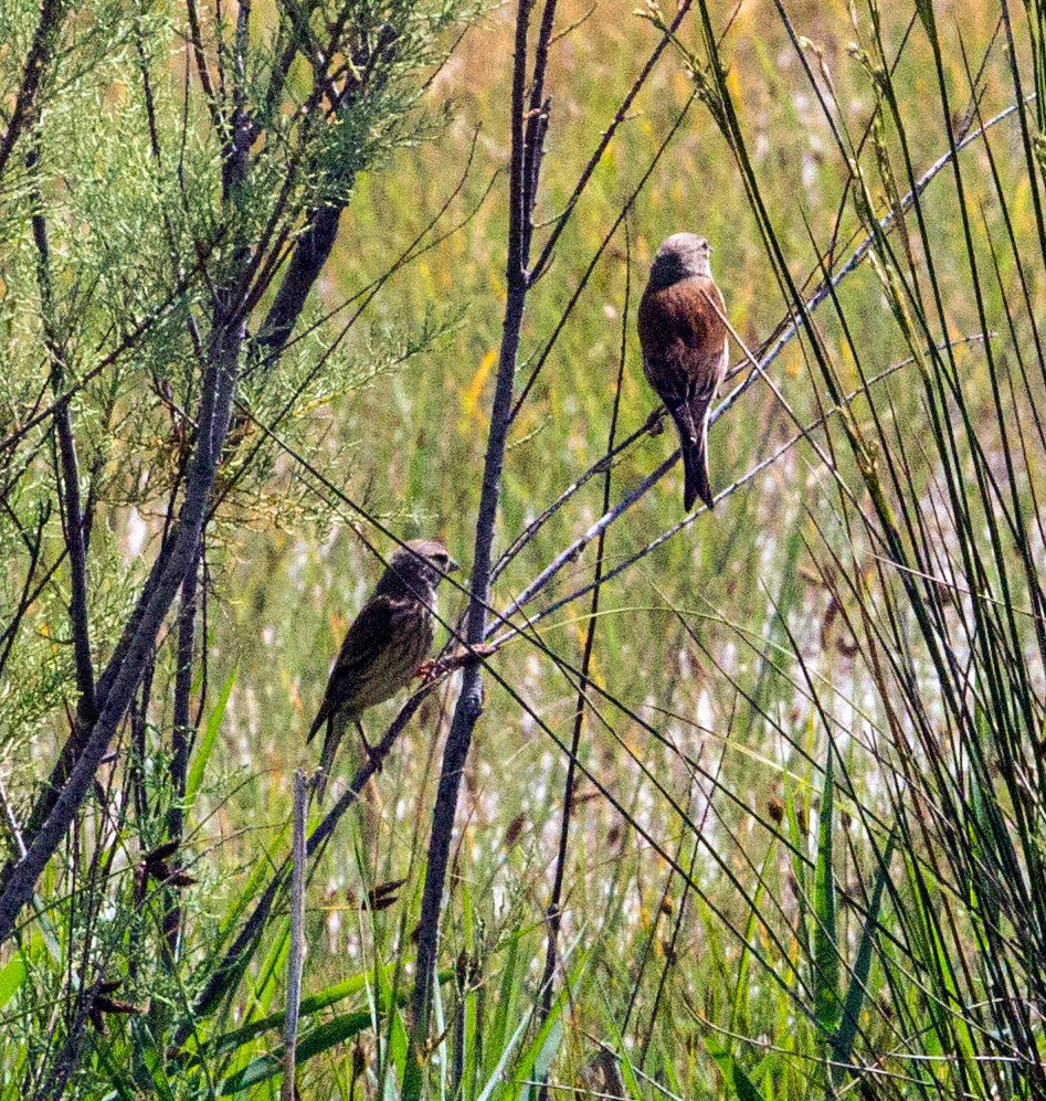 Parc Natural de s'Albufera de MallorcaPlease see my other Photographs at: www.jamespdeans.co.uk