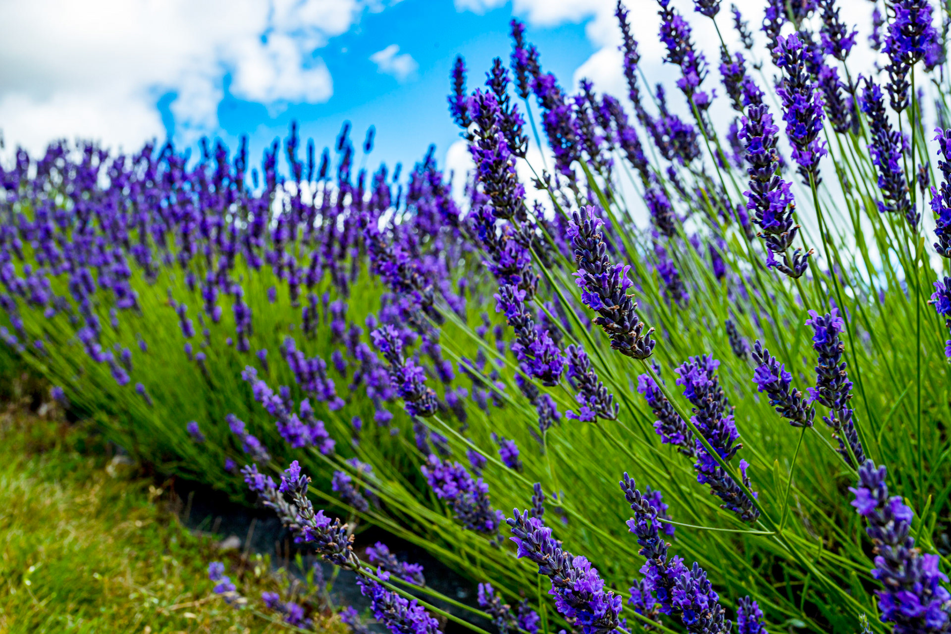 I spent an amazing few hours at Scottish Lavender Oils. They are so dedicated to nature and not to profit!