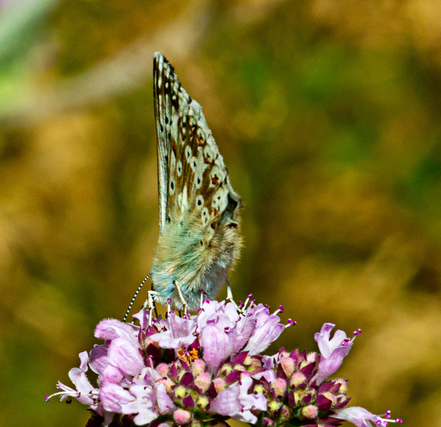 Mottistone IOW 16 July 2022