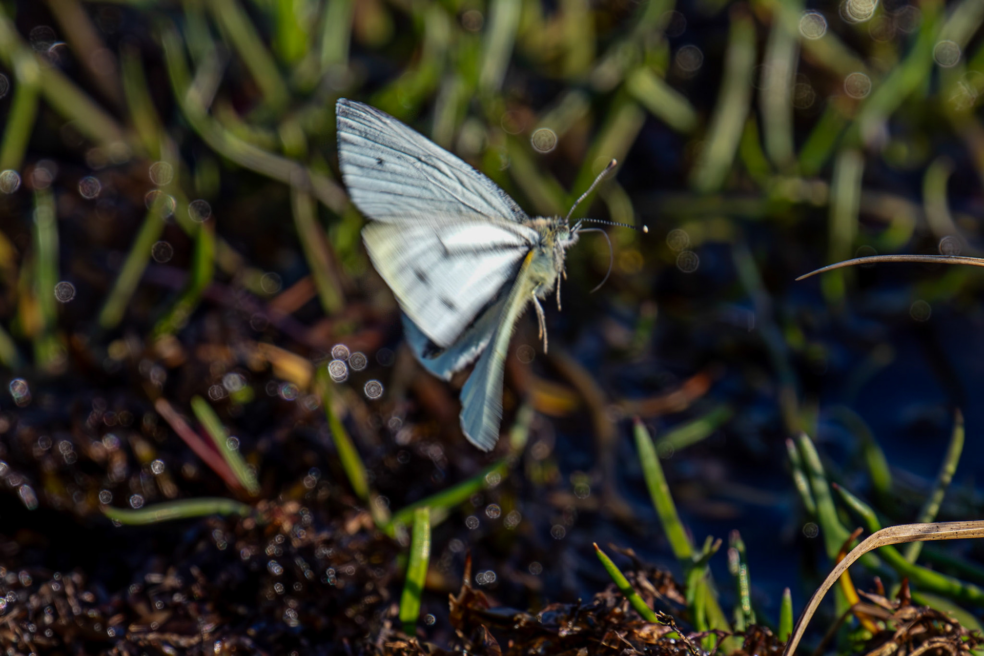 Green Veined White (Pieris napi) - Green Veined White - Harperrig 30 April 2025