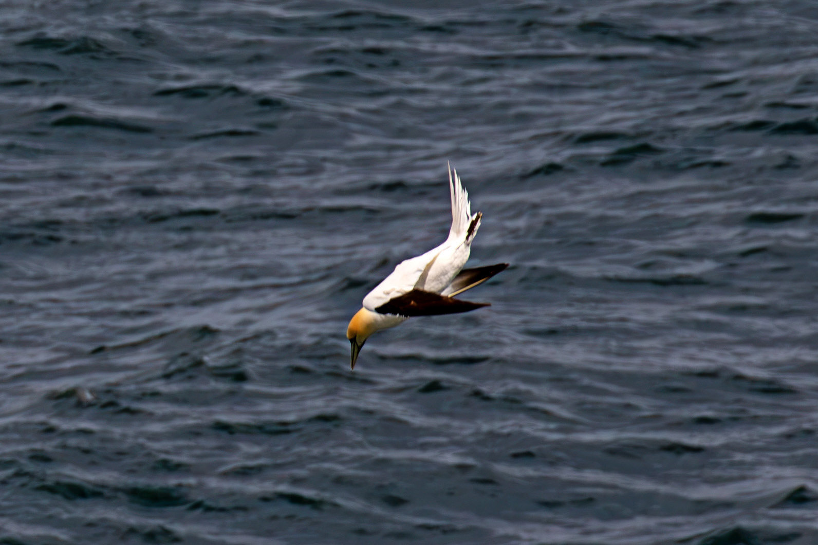 Northern Gannet diving - Tantallon Castle 04 July 2026