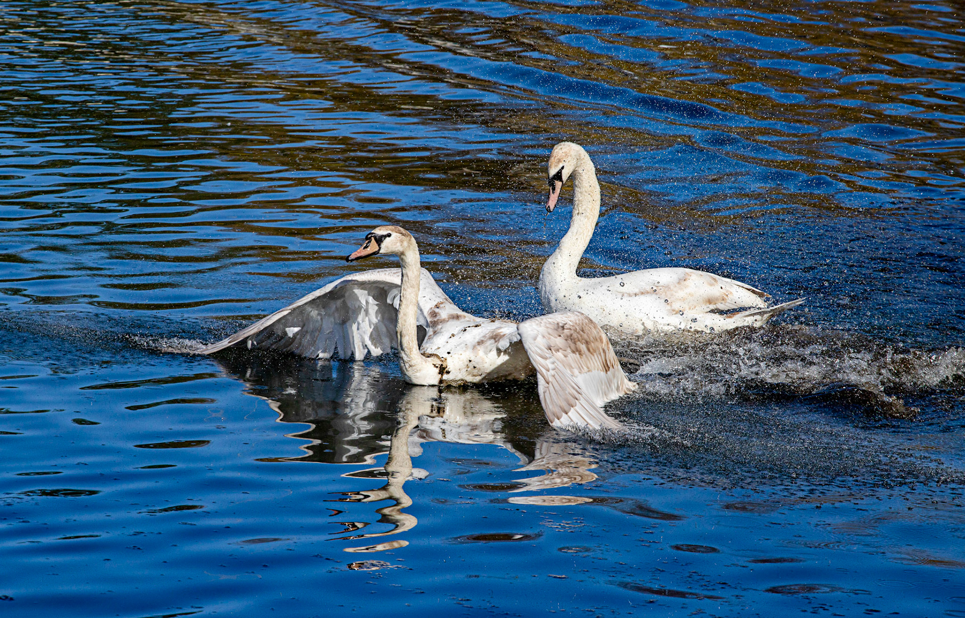 Linlithgow Loch 26 April 2024