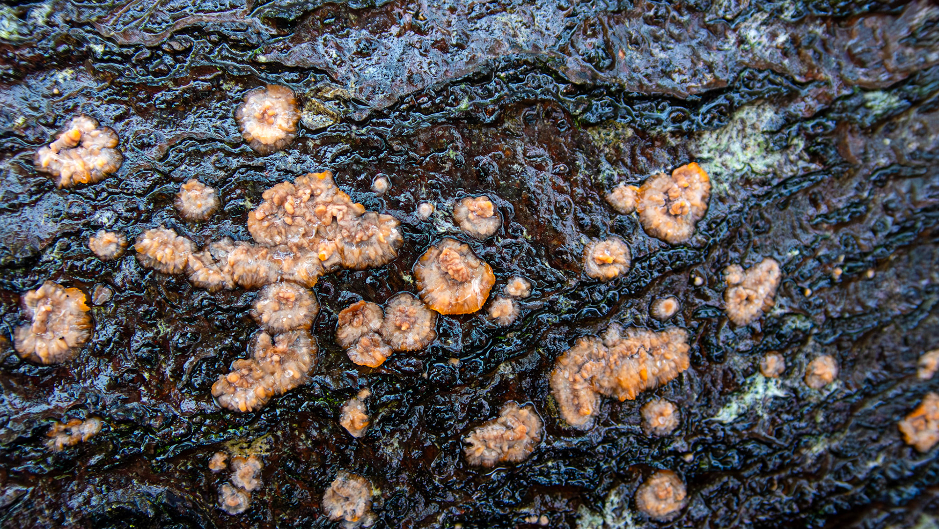 coral spot fungus (Nectria cinnabarina) Deans Woods 08 November 2025