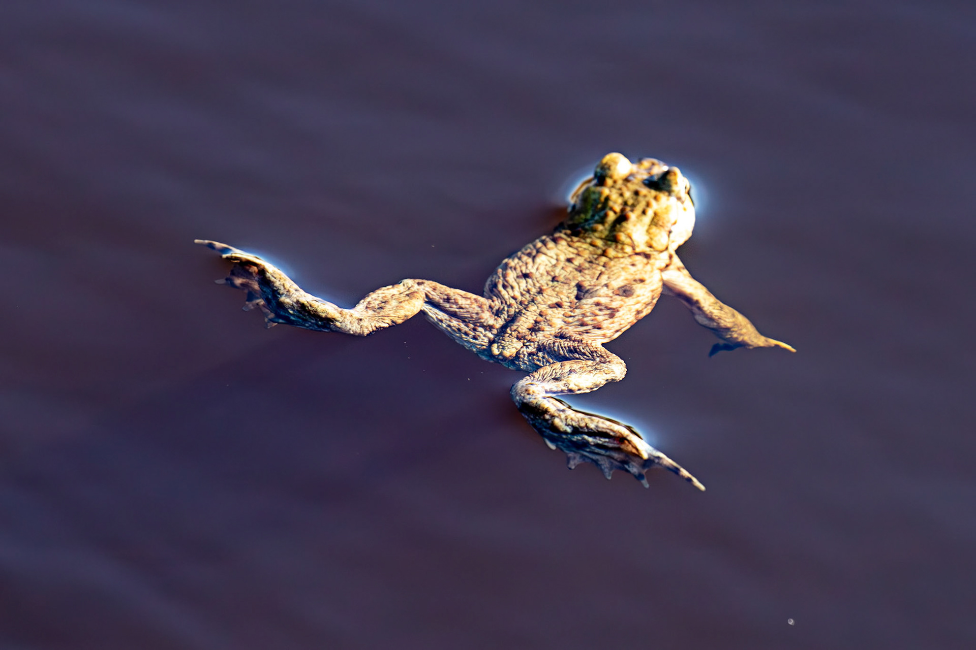 Common Toads mating at Black Devon Wetlands 20 March 2026