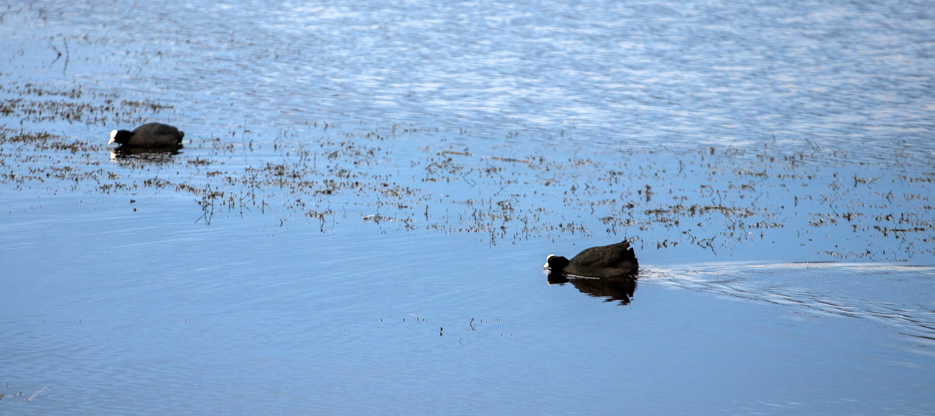 Broadwood Loch, Cumbernauld 05 January 2024