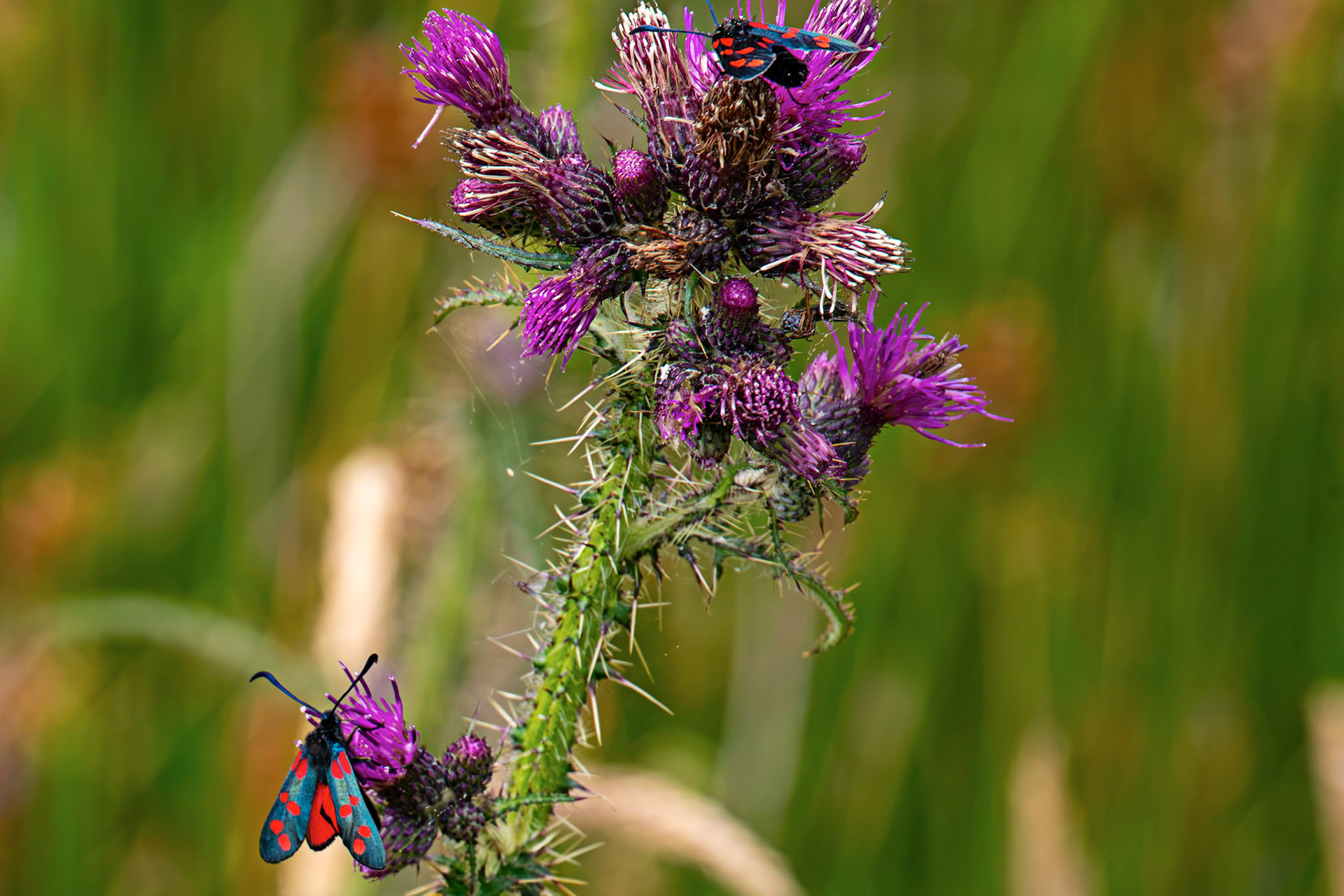 Six-spot burnet moth (Zygaena filipendulae) - Harperrig 14 July 2026
