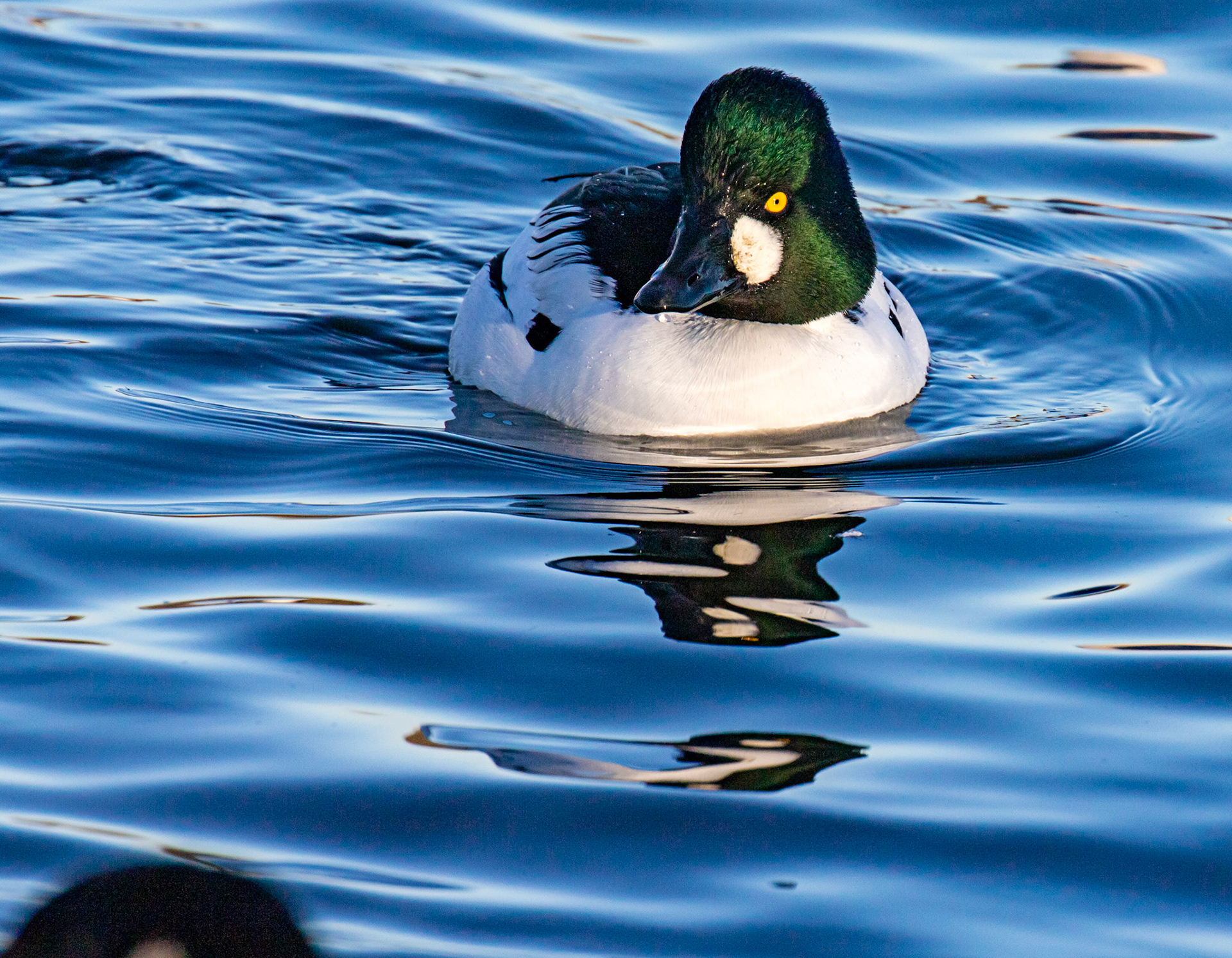 Goldeneye at Hogganfield Loch 10 January 2025