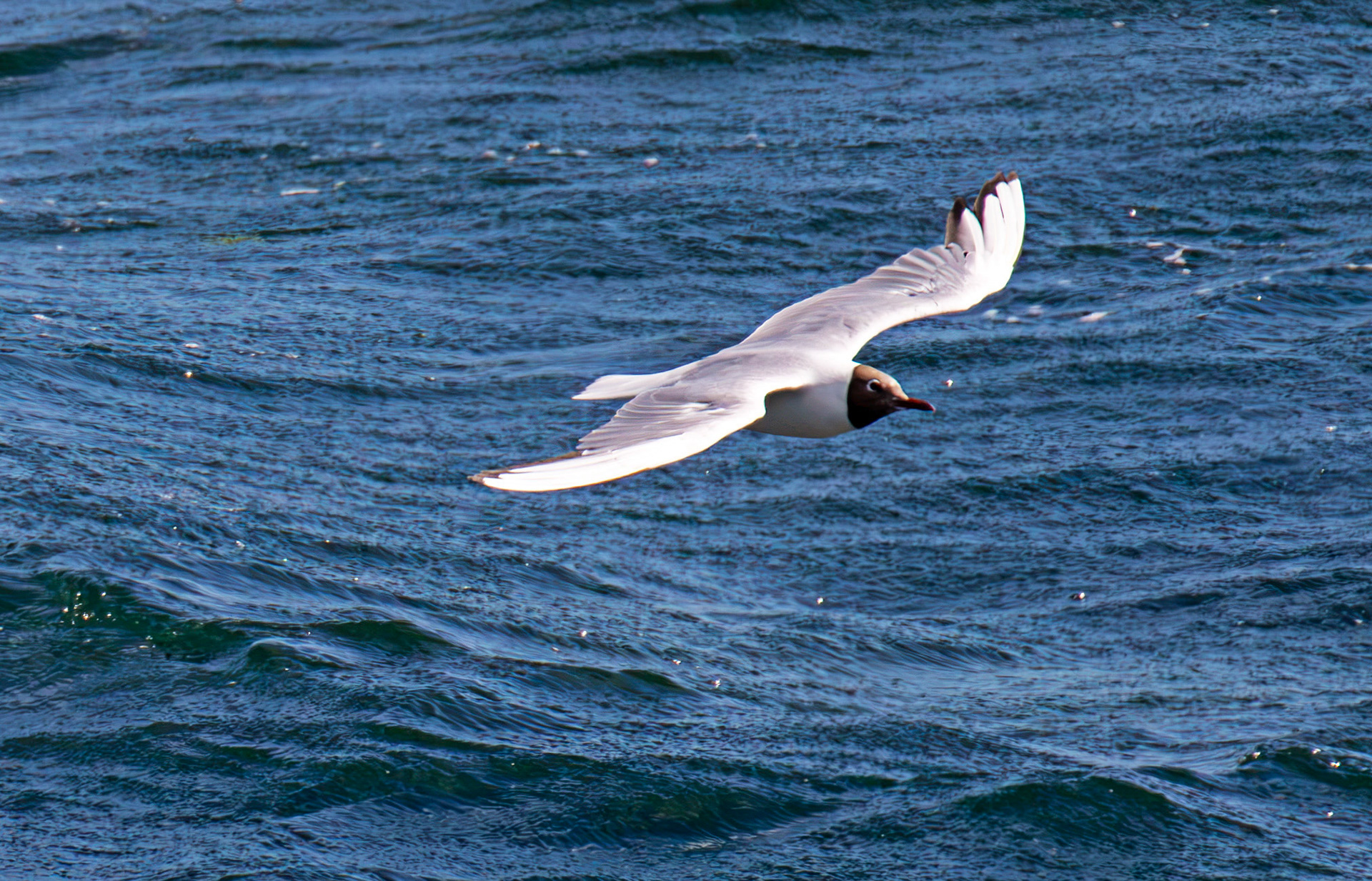 Stonehaven 30 July 2026