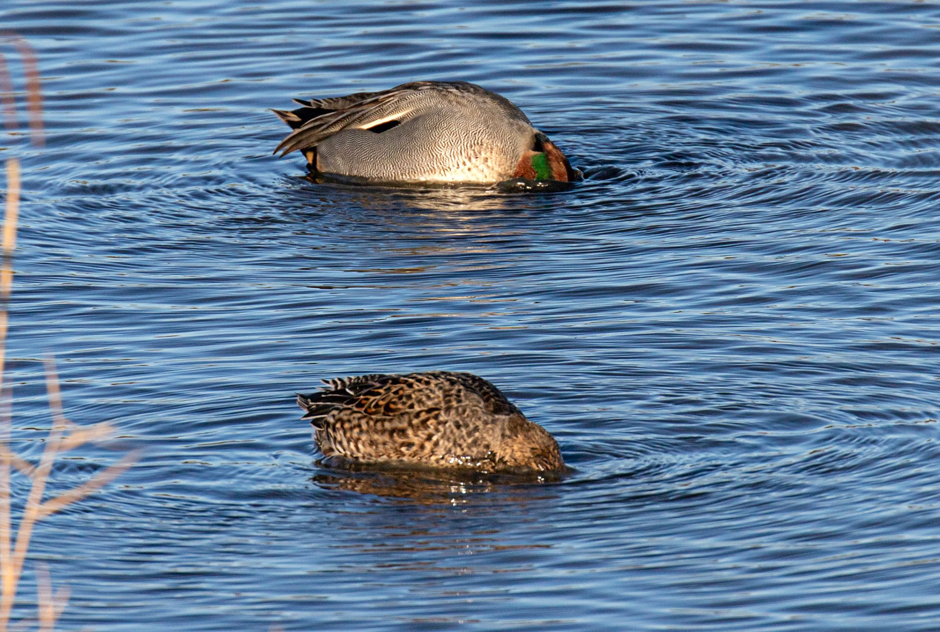 Teal at Titchfield Haven 02 January 2025