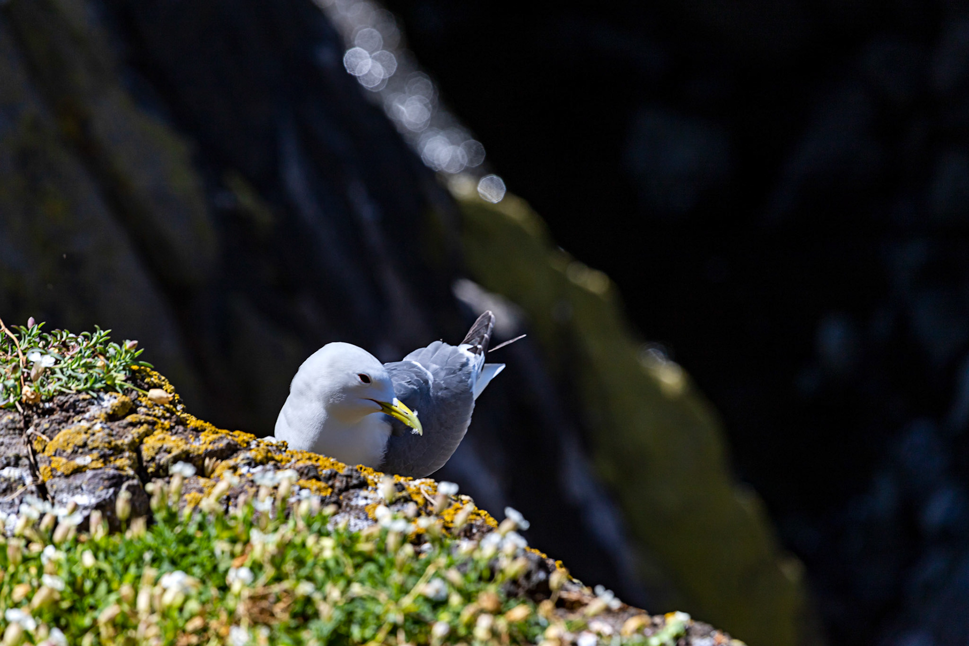 Isle of May - 04 June 2022