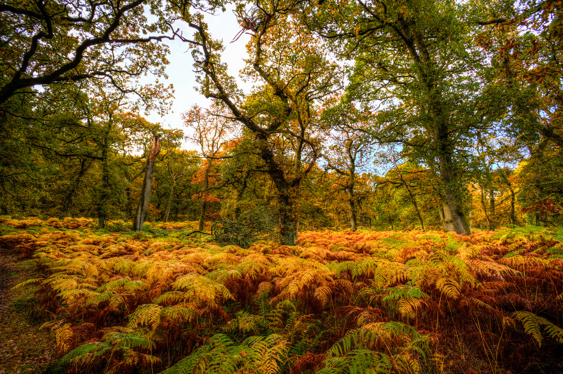 Kinclaven Bluebell Woods. Autumnal Tour around Perthshire 19 October 2024