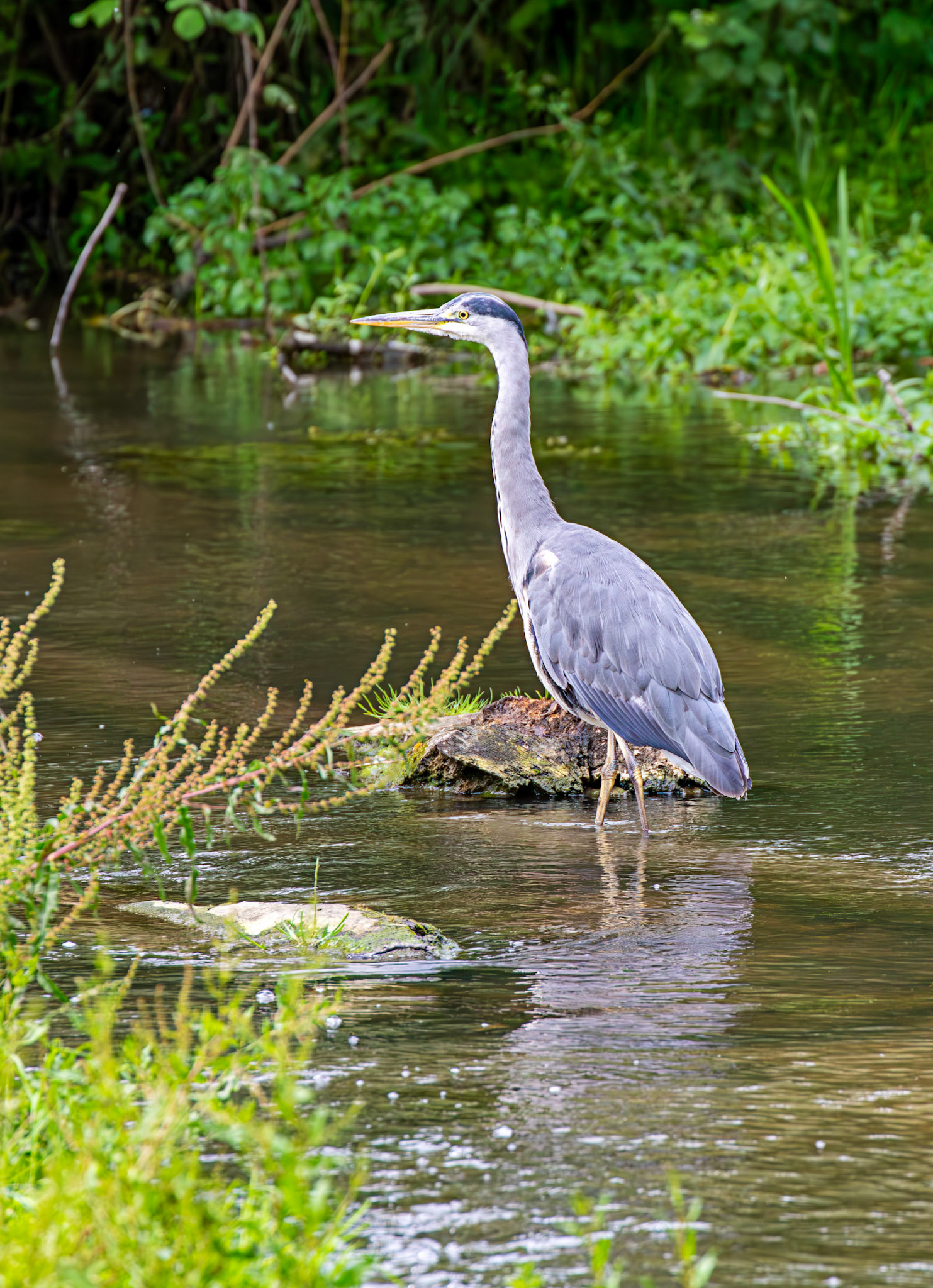 Grey Heron, River Cam, Cambridge 14 June 2026