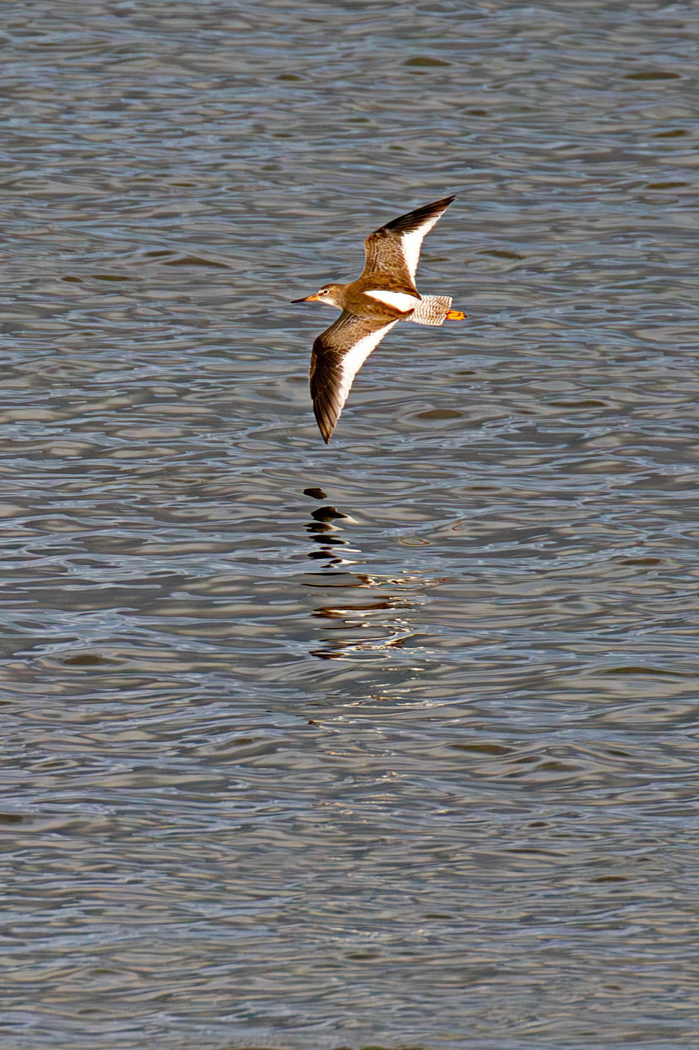 Common Redshank, Dunbar 14 Sept 2024