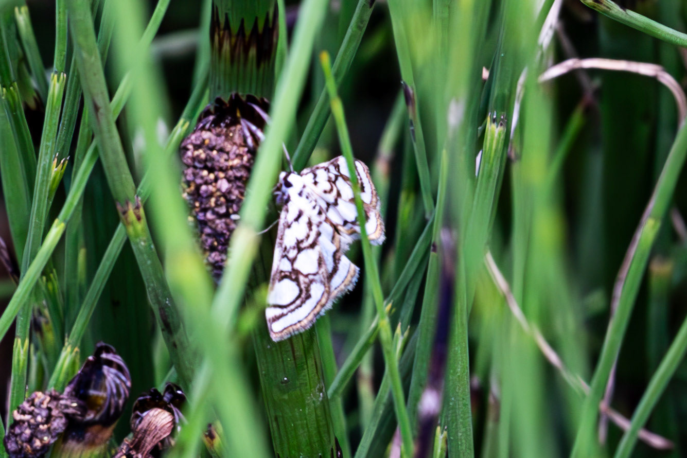 RSPB Loch Lomond 03 August 2024