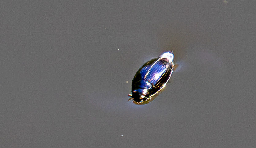 Whirlygig Beetle - Wild-life Pond at Polkemmet Country Park 13 May 2025
