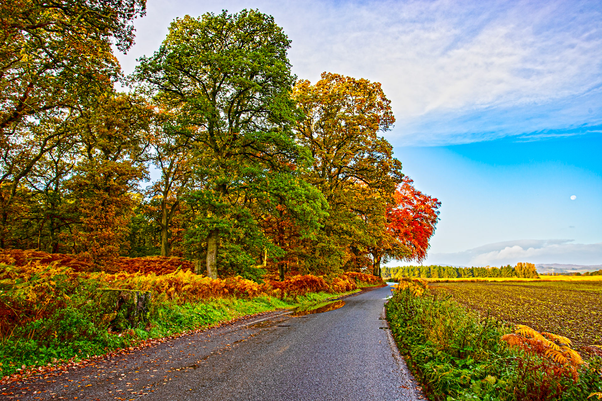 Kinclaven Bluebell Woods. Autumnal Tour around Perthshire 19 October 2024