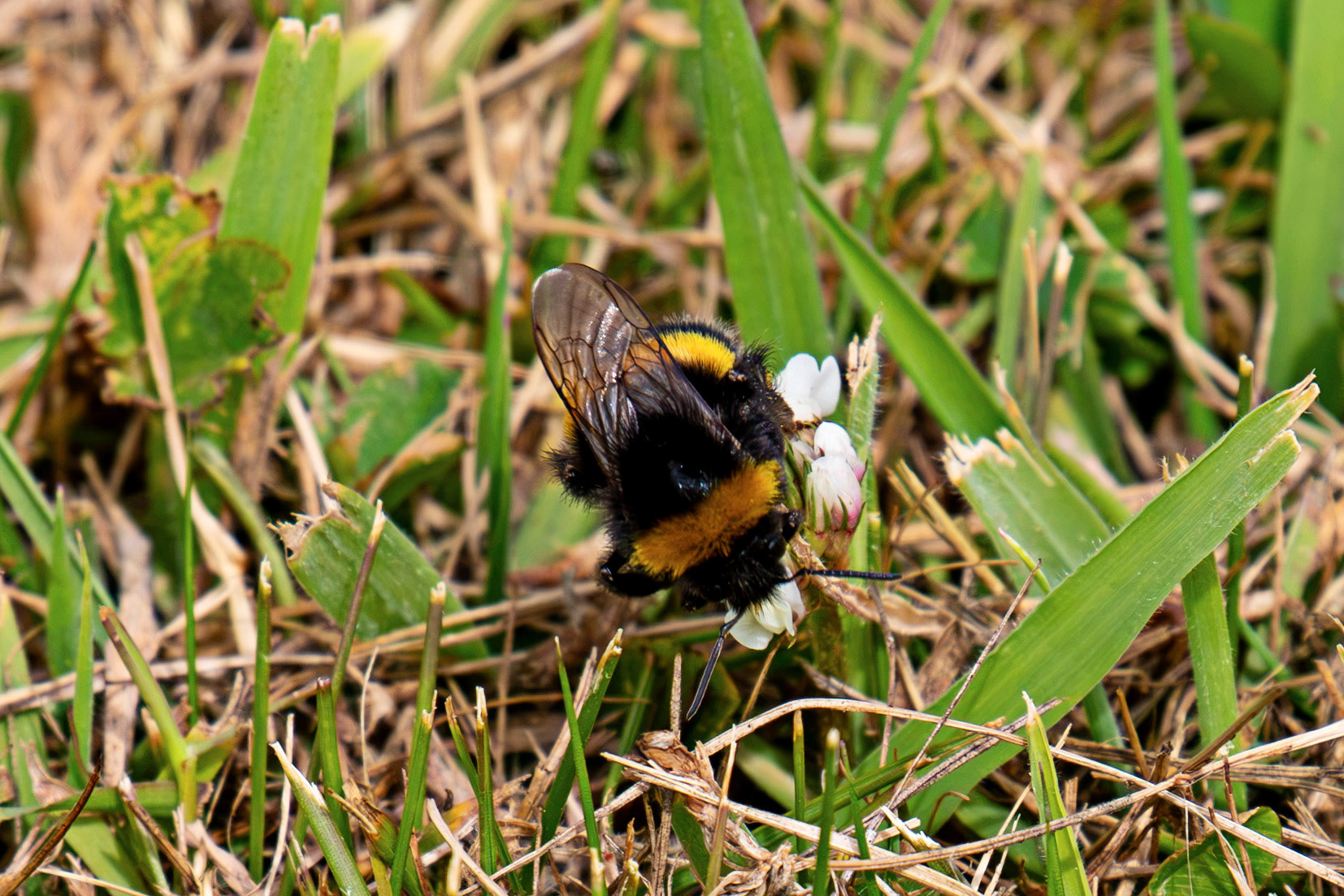 Bombus lucorum (Whire-tailed Bumblebee) Bee at Tantallon Castle 04 July 2026
