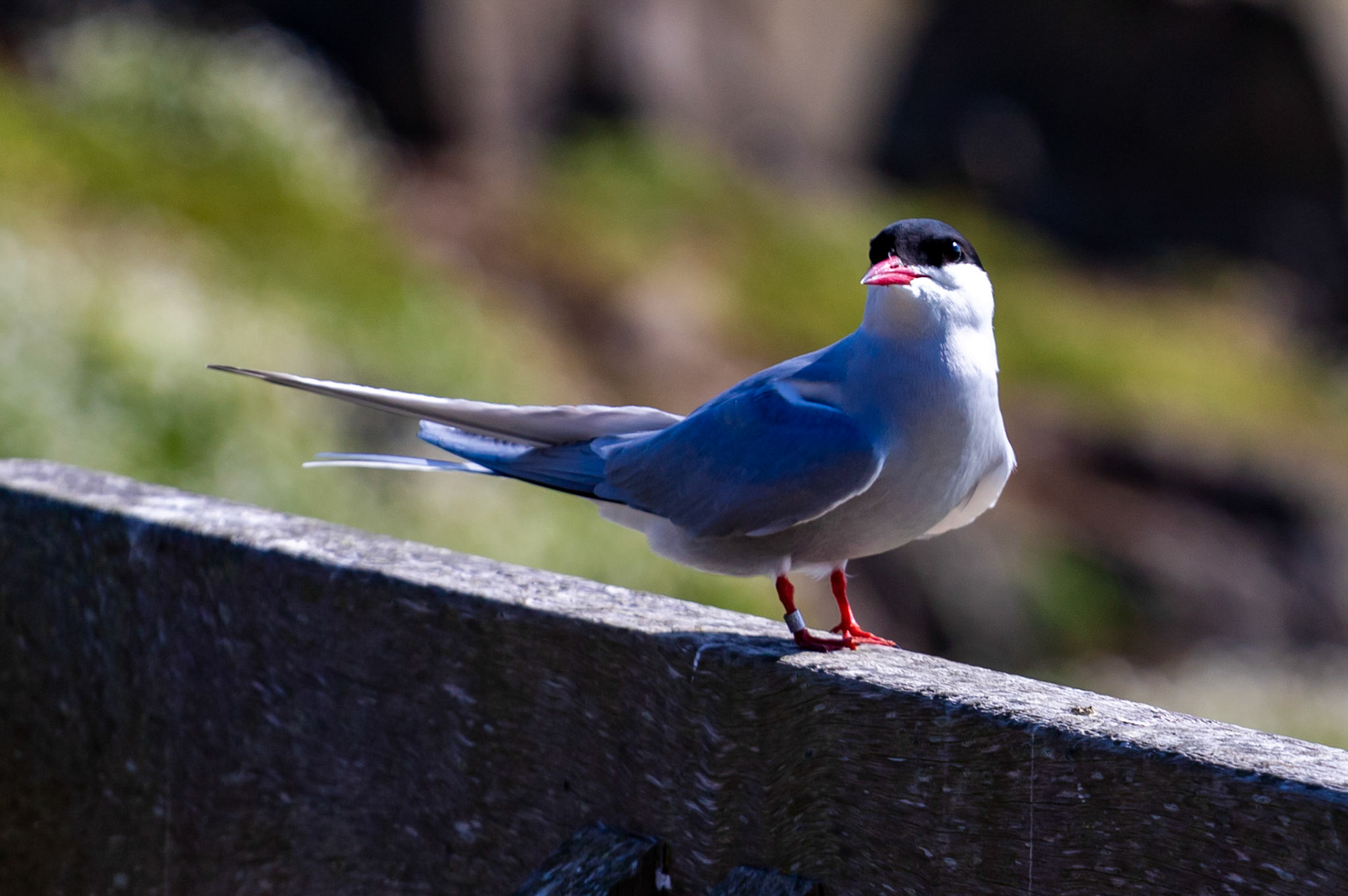 Isle of May - 04 June 2022