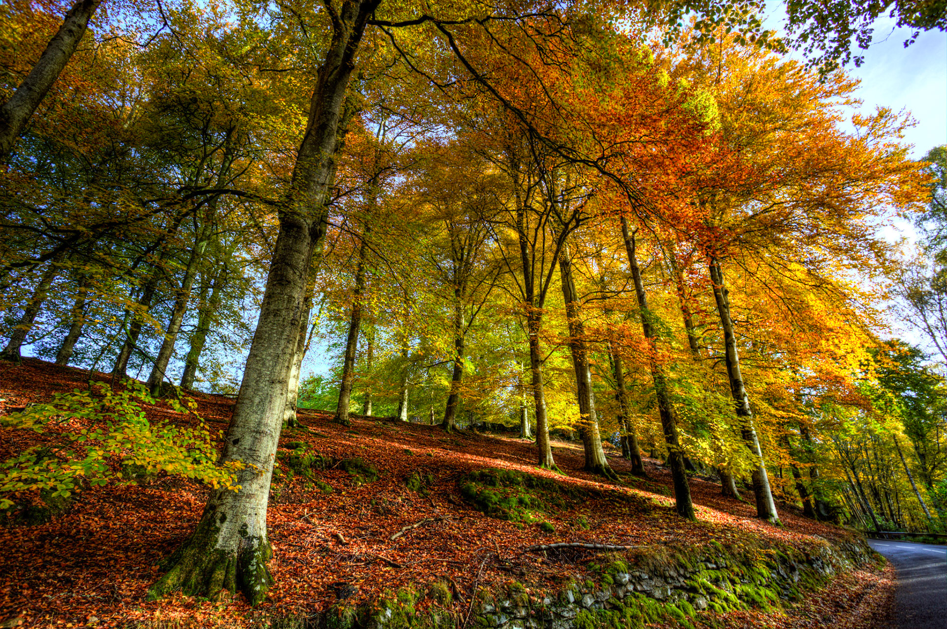 Dunkeld. Autumnal Tour around Perthshire 19 October 2024
