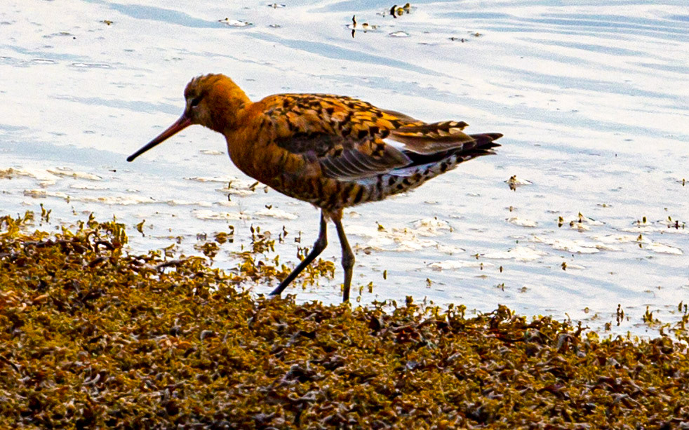 Bar Tailed Godwit - Yarmouth IOW 19  July 2022