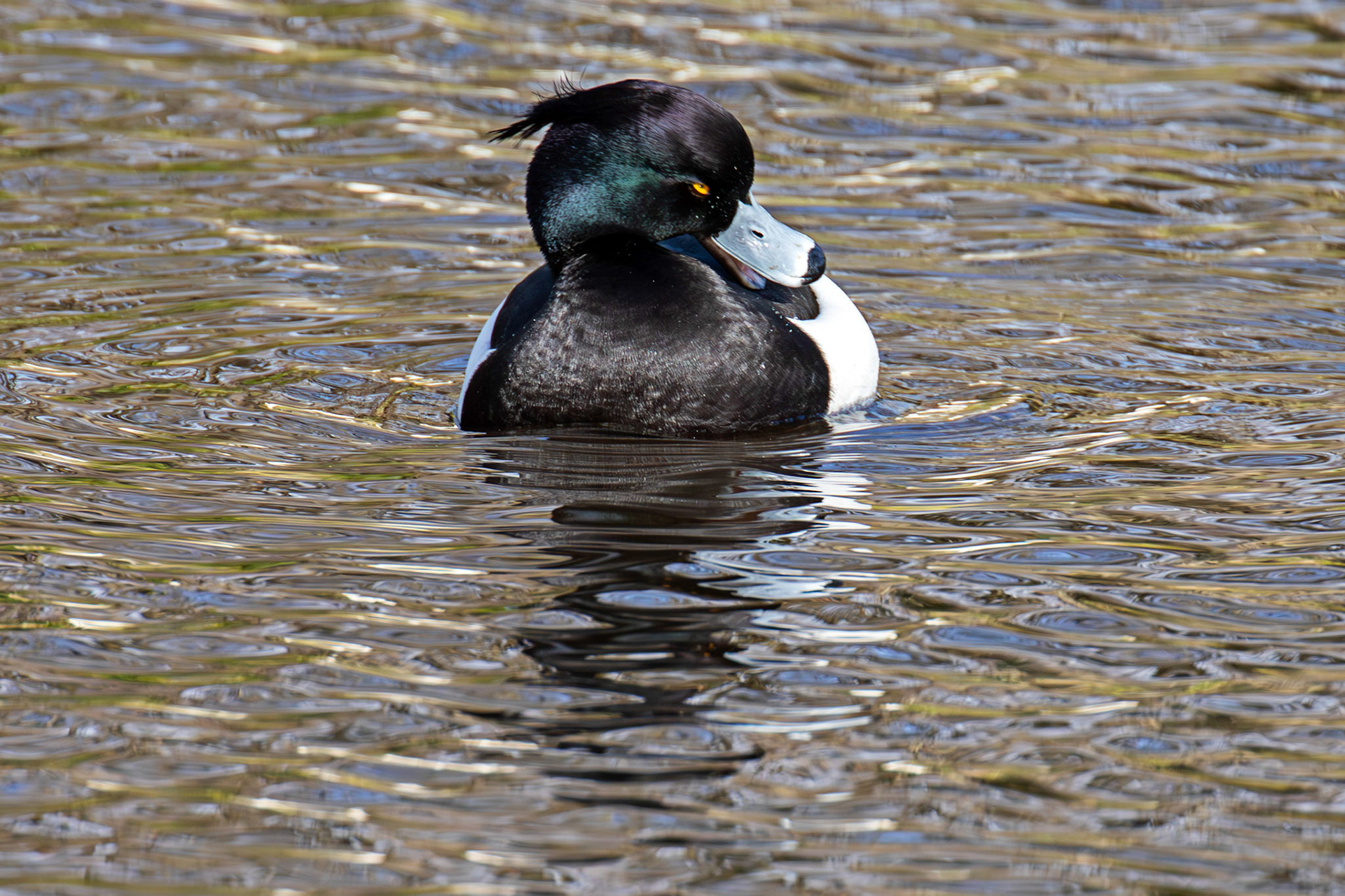 Tufted Duck, Maxwell Park, Glasgow - 24 Feb 2025