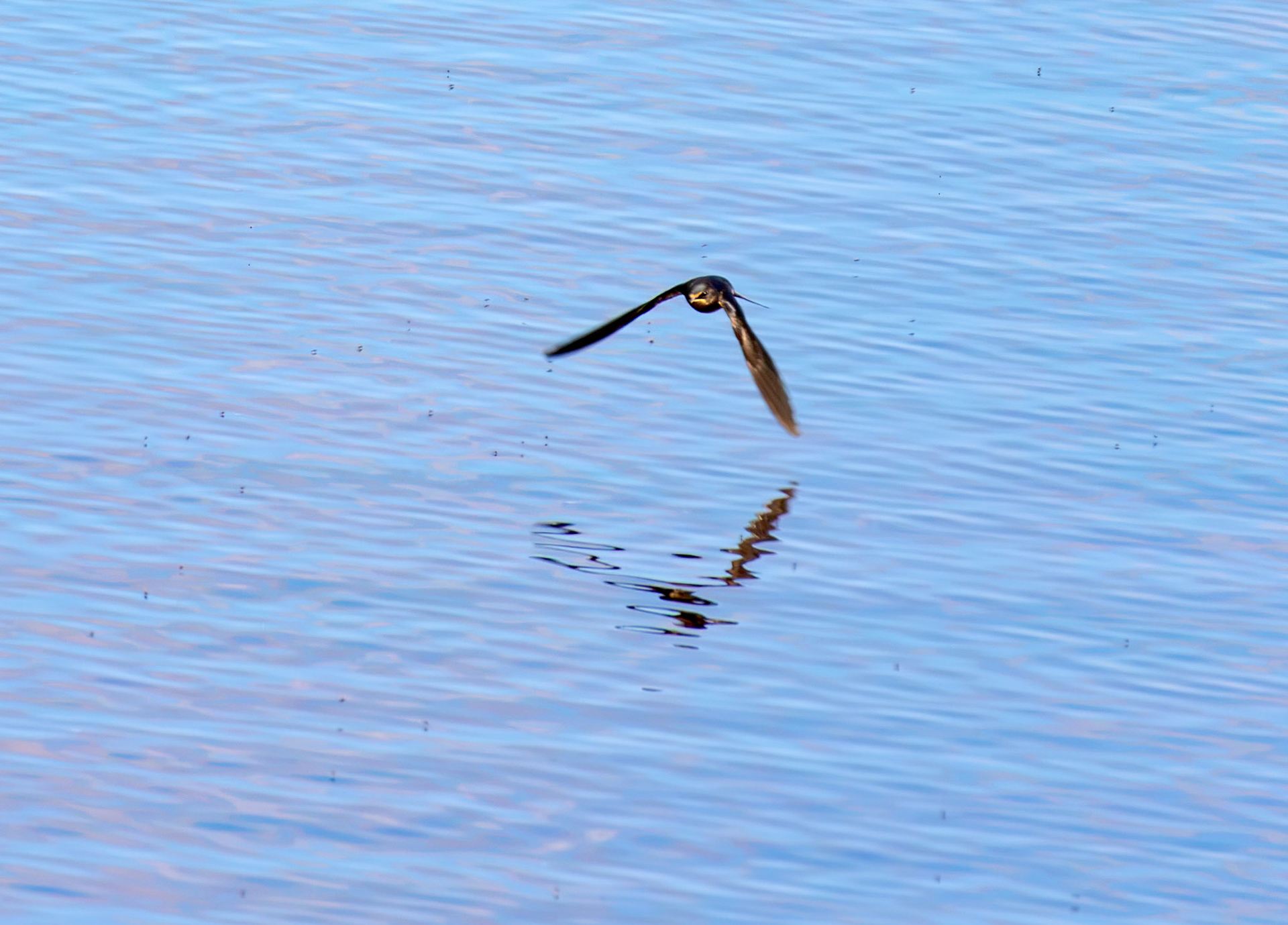 Barn Swallow - Harperrig Reservoir 20 July 2026