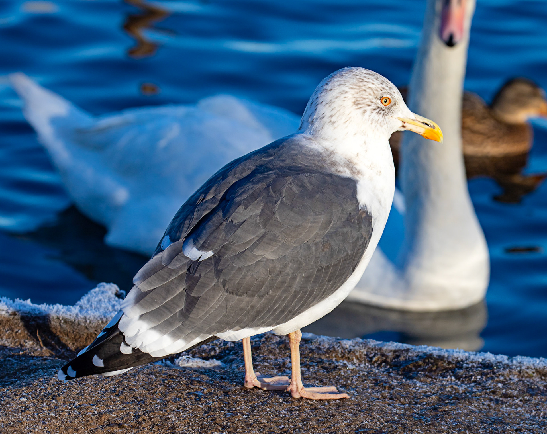 Greater Black Backed Gull at Hogganfield Loch 10 January 2025