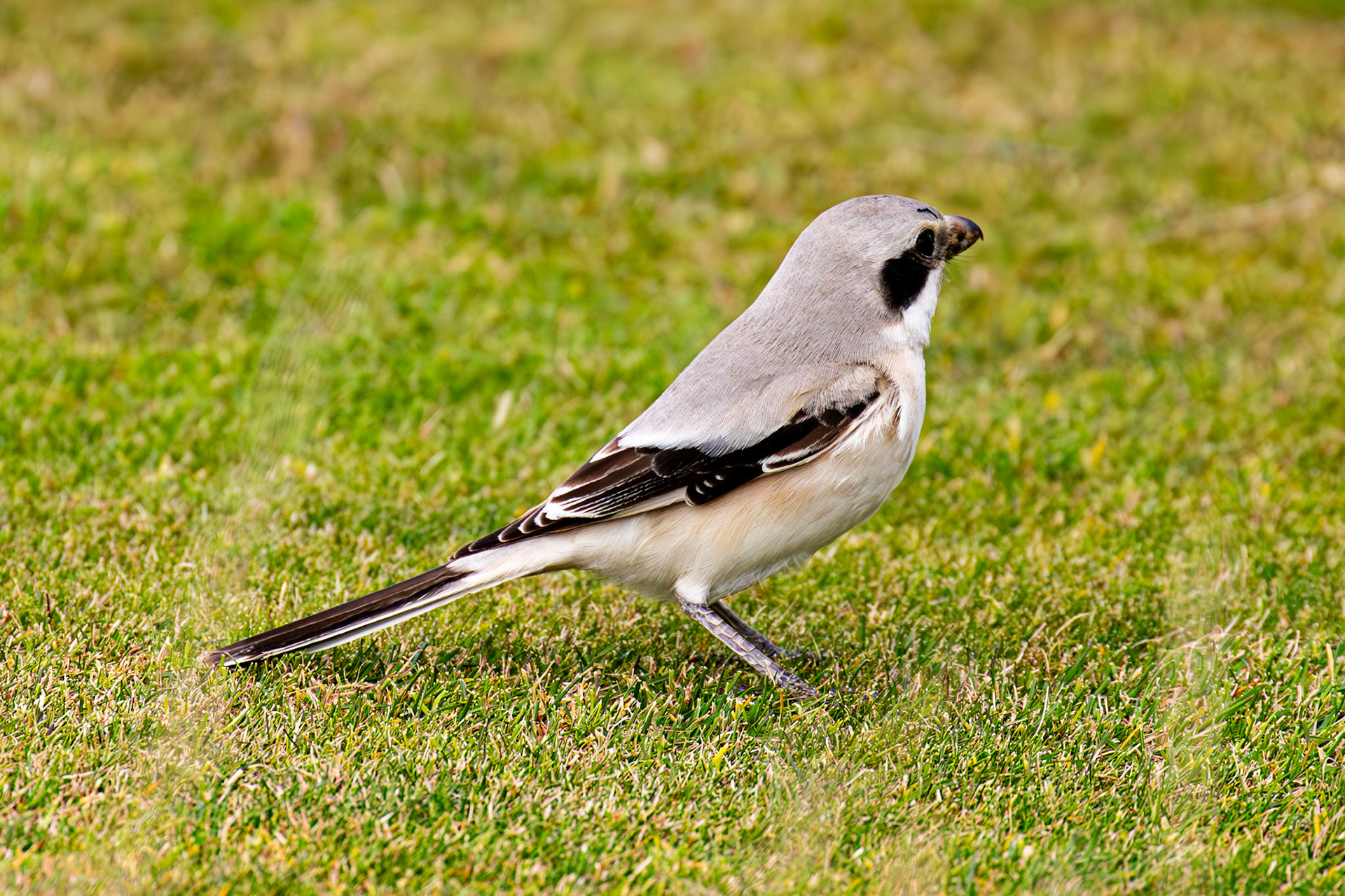 Steppe Grey Shrike in Dunbar 14 Sept 2024