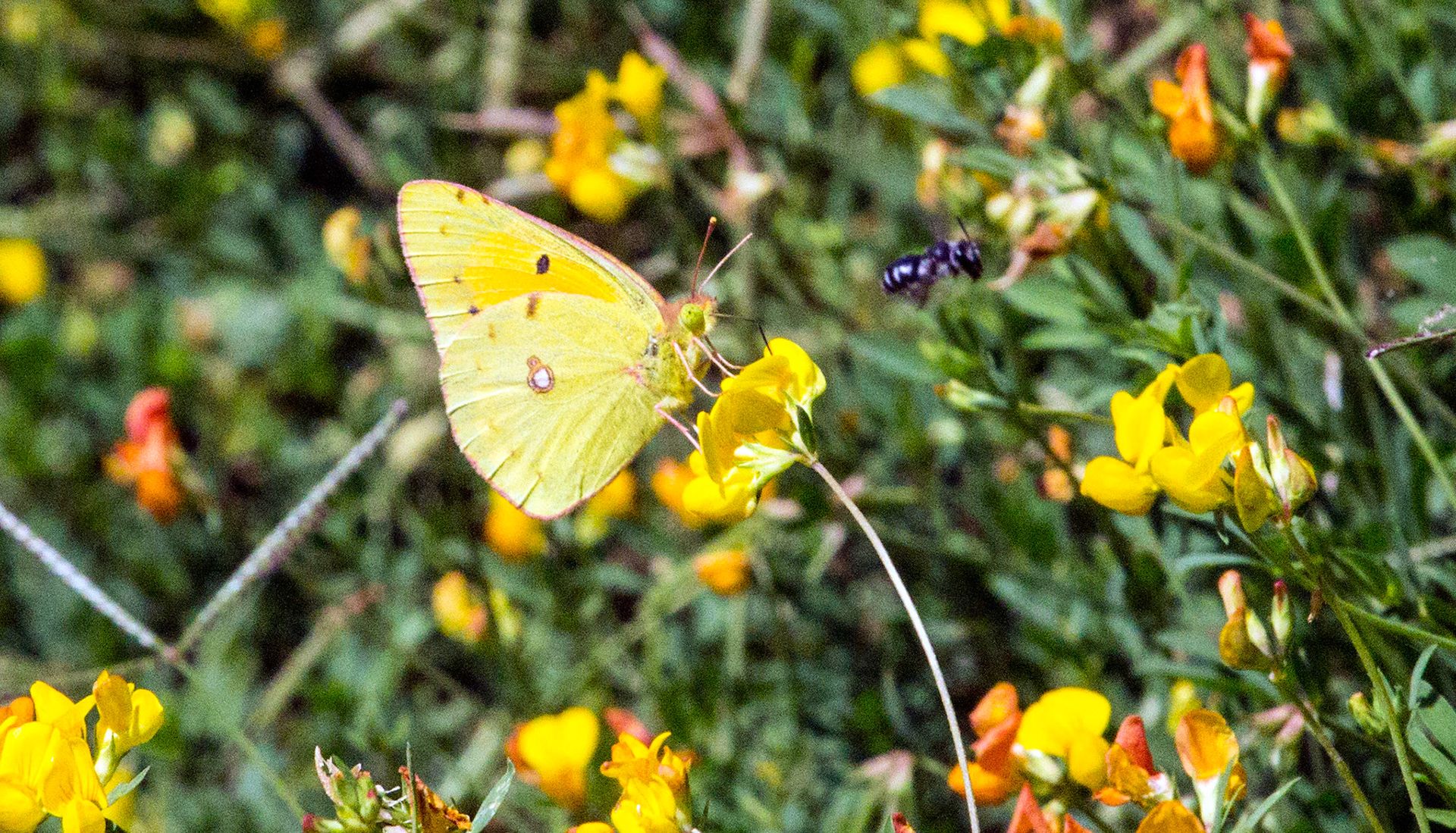 Parc Natural de s'Albufera de MallorcaPlease see my other Photographs at: www.jamespdeans.co.uk