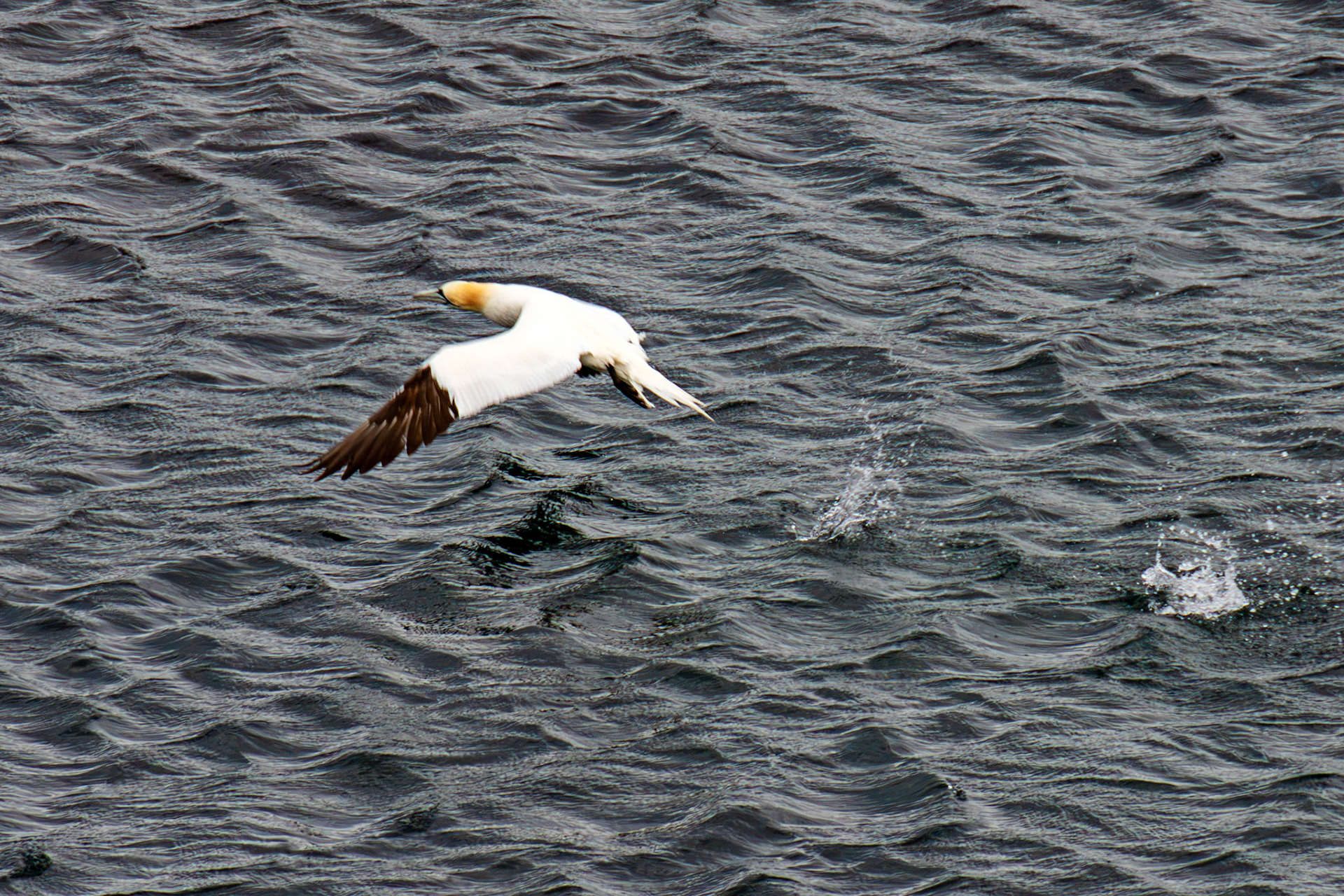Northern Gannet getting airborne after dive - Tantallon Castle 04 July 2026