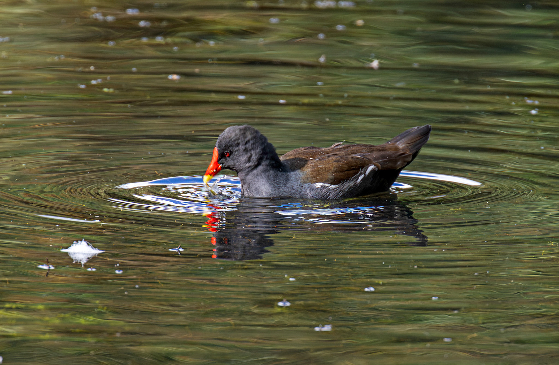 Livingston 02 October 2024