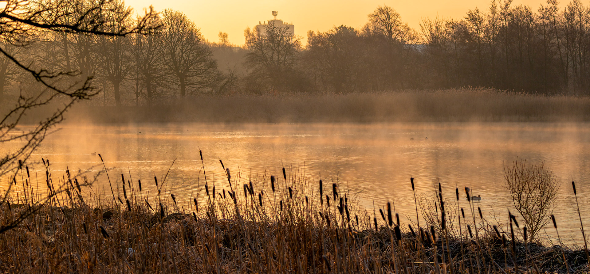 Reeds and Mist - Sunrise at Hogganfield Loch 19 March 2025