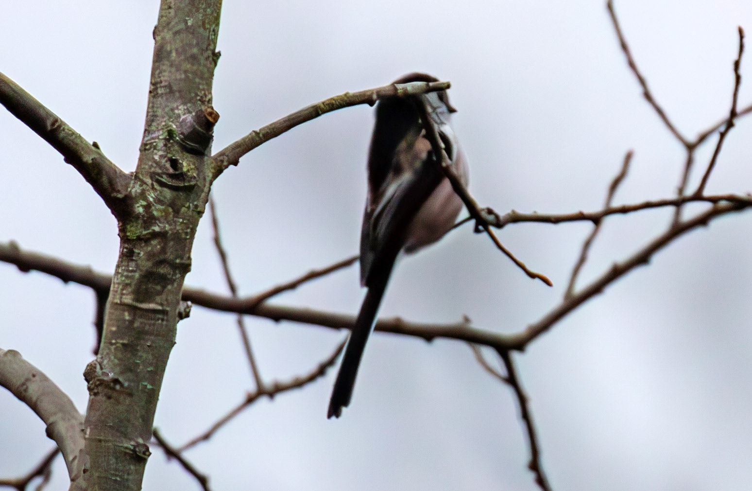 Long Tailed Tit at Selm Muir 03 December 2024