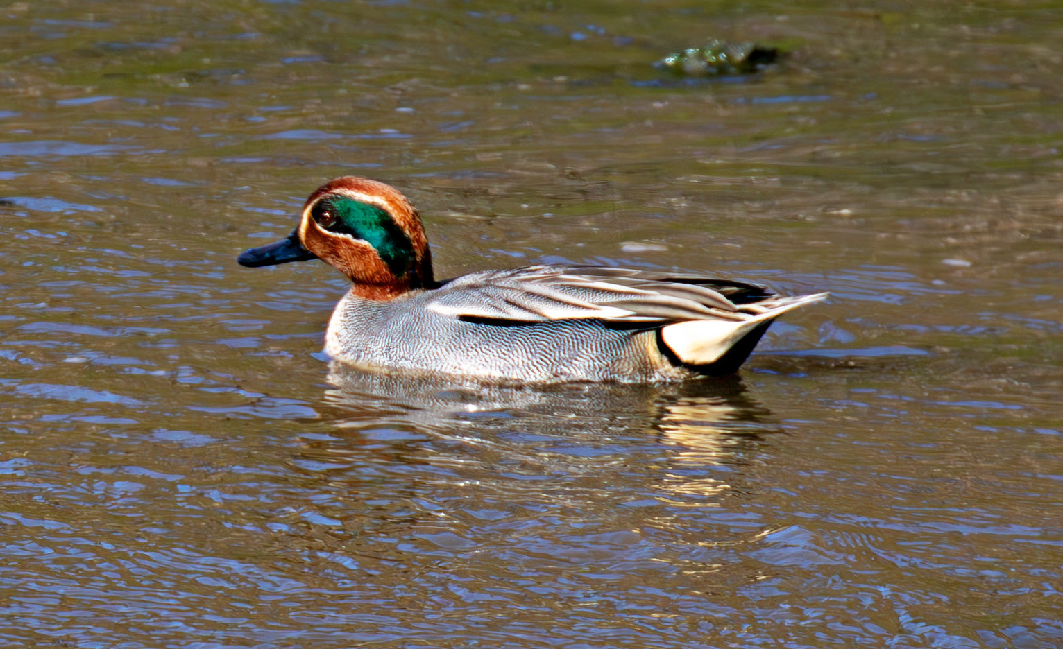 Teal at Bo'ness  19 March 2026