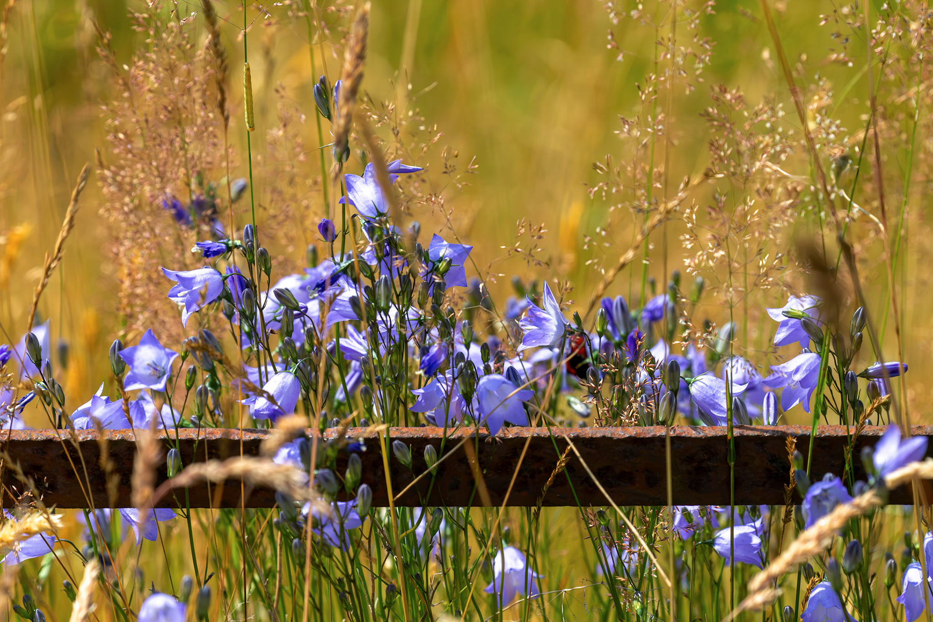 Harebells - Harperrig Reservoir 20 July 2026
