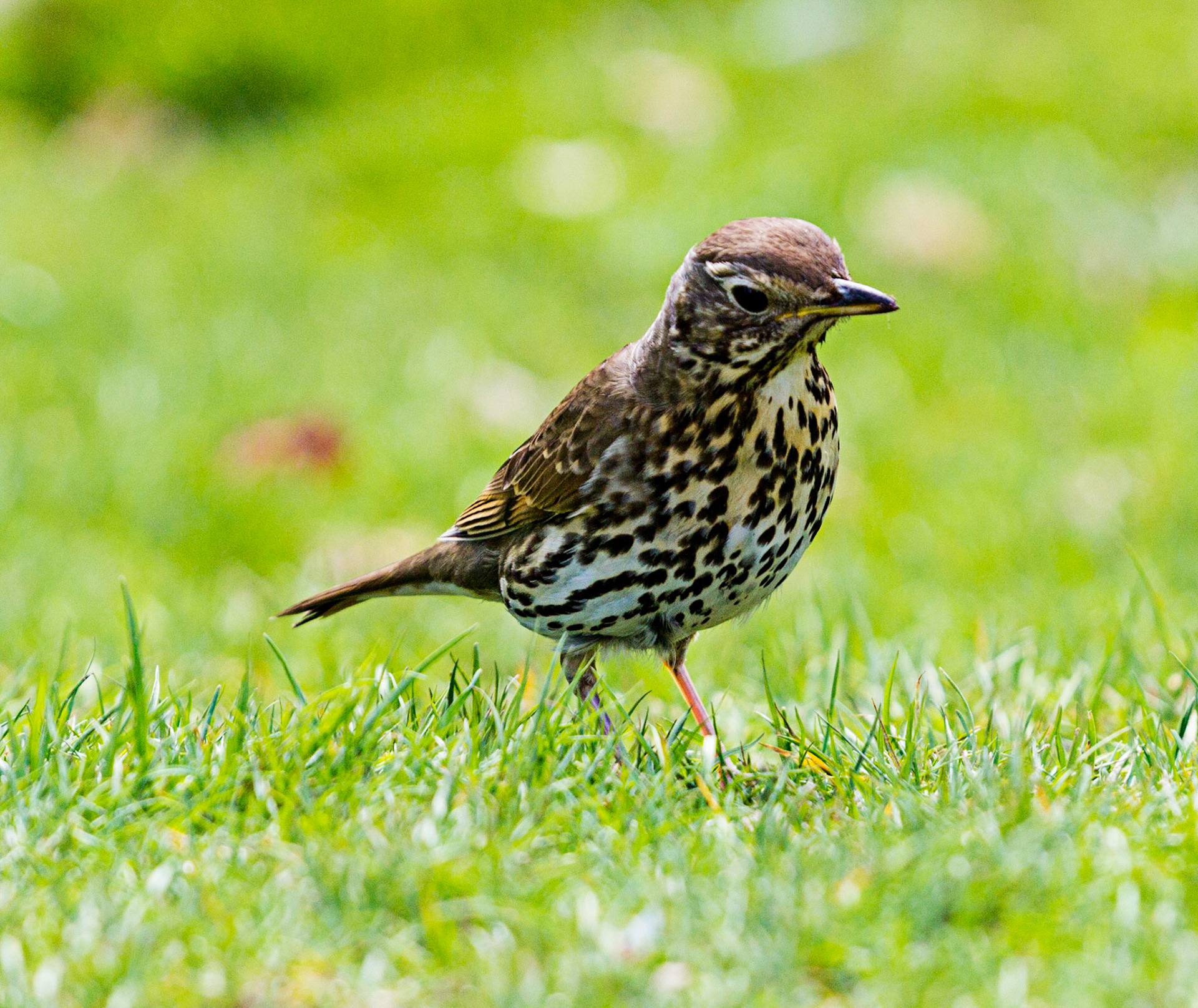 Song Thrush in Monikie Country Park. It was very unafraid of me and just kept on gathering food, noting my prescence, but not stopping. Must have been very busy feeding young.