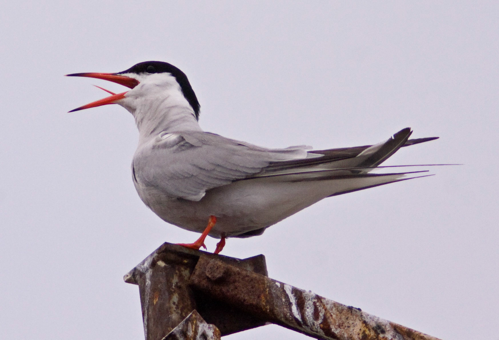 MontrosePlease see my other Photographs at: www.jamespdeans.co.uk