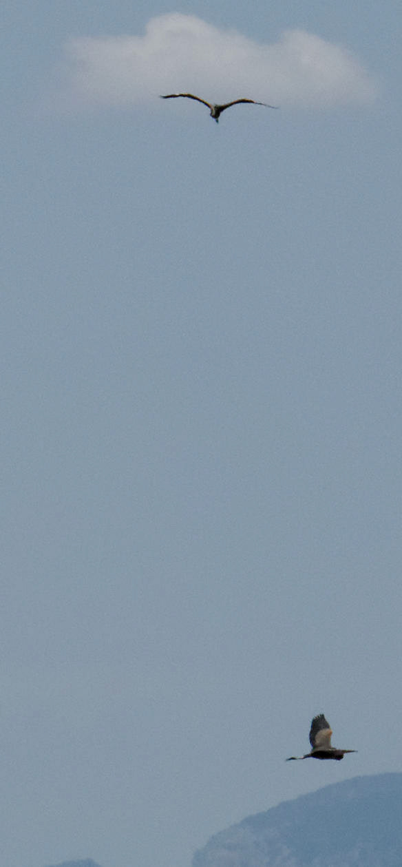 Parc Natural de s'Albufera de MallorcaPlease see my other Photographs at: www.jamespdeans.co.uk