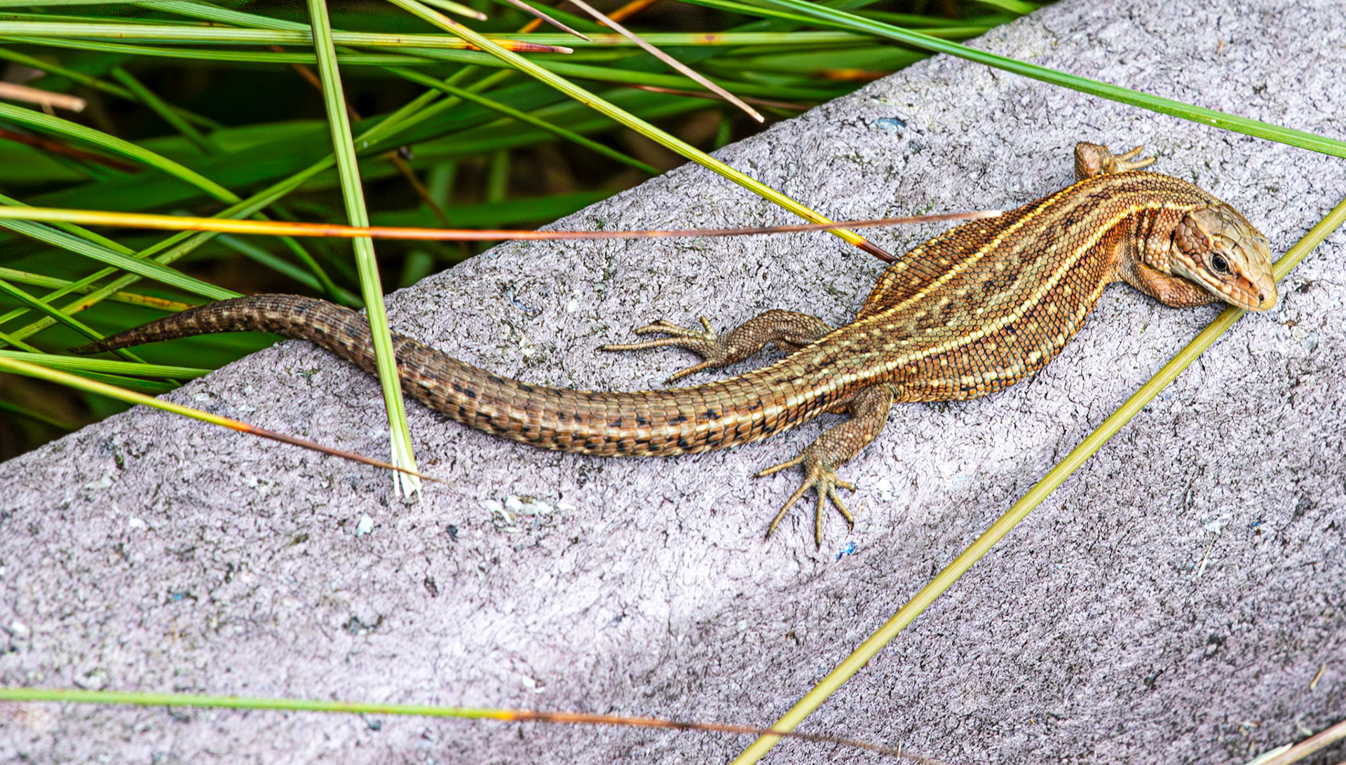 Flanders Moss 06 August 2024