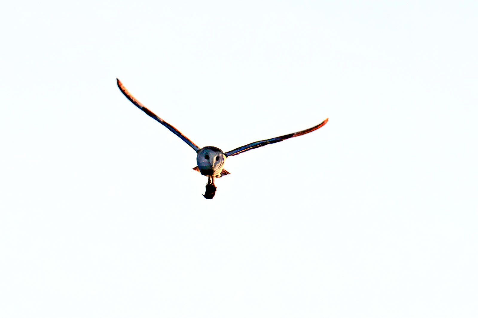 Barn Owl at Harperrig 02 July 2026