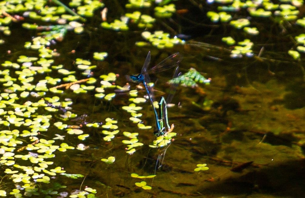 Godshill IOW 15  July 2022