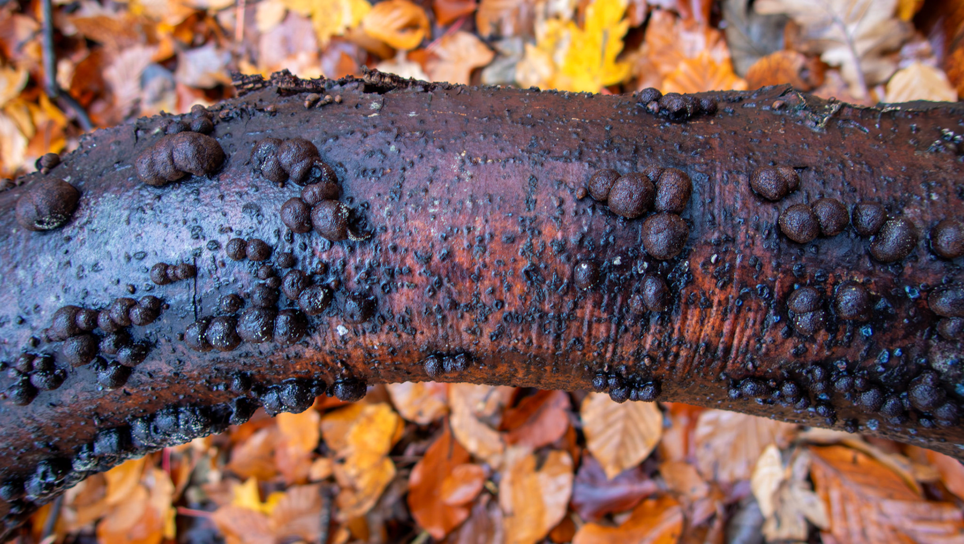 Carbon balls (Daldinia concentrica) Deans Woods 08 November 2025