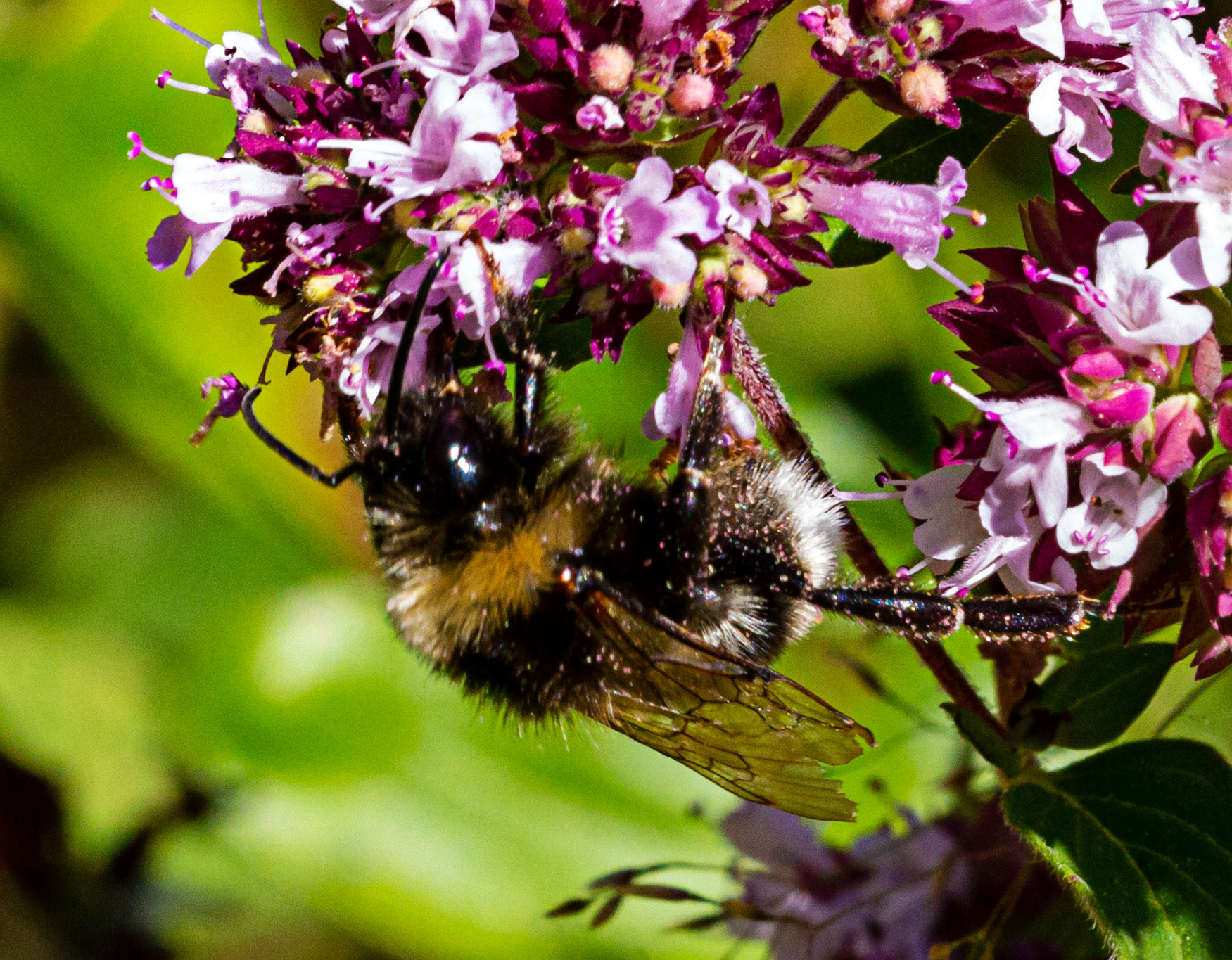 Mottistone IOW 16 July 2022