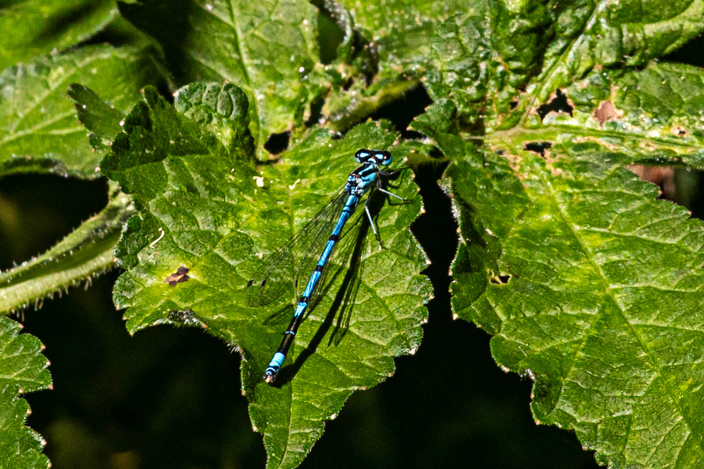 Insects in Livingston 08 July 2024