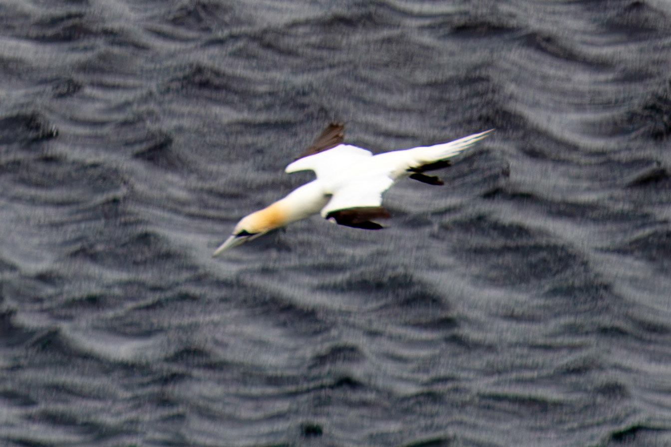 Northern Gannet diving - Tantallon Castle 04 July 2026