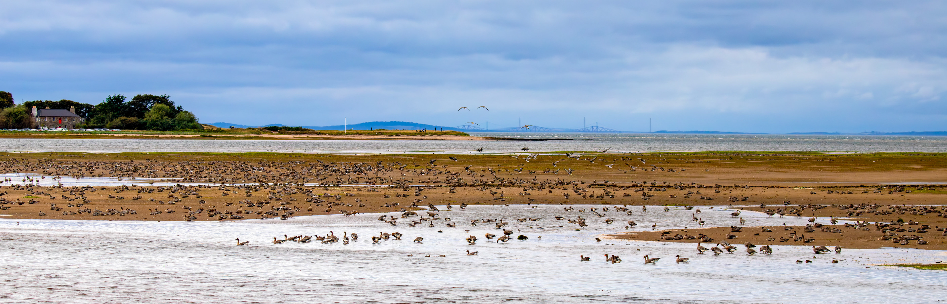 Pink-Footed Geese - Aberlady Bay 14 Sept 2024