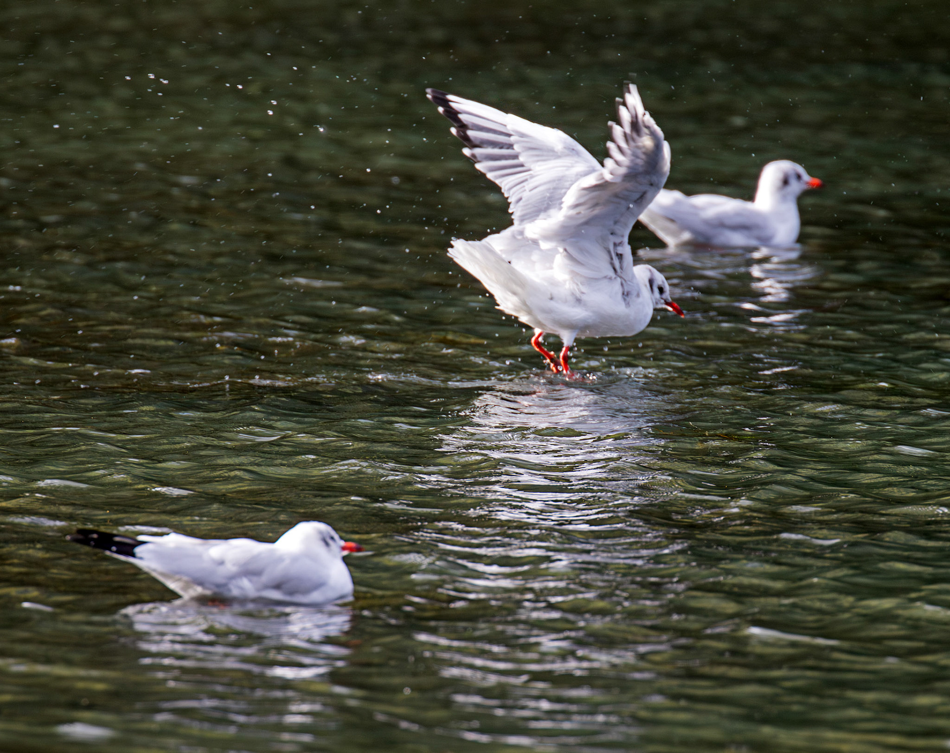 Livingston 02 October 2024