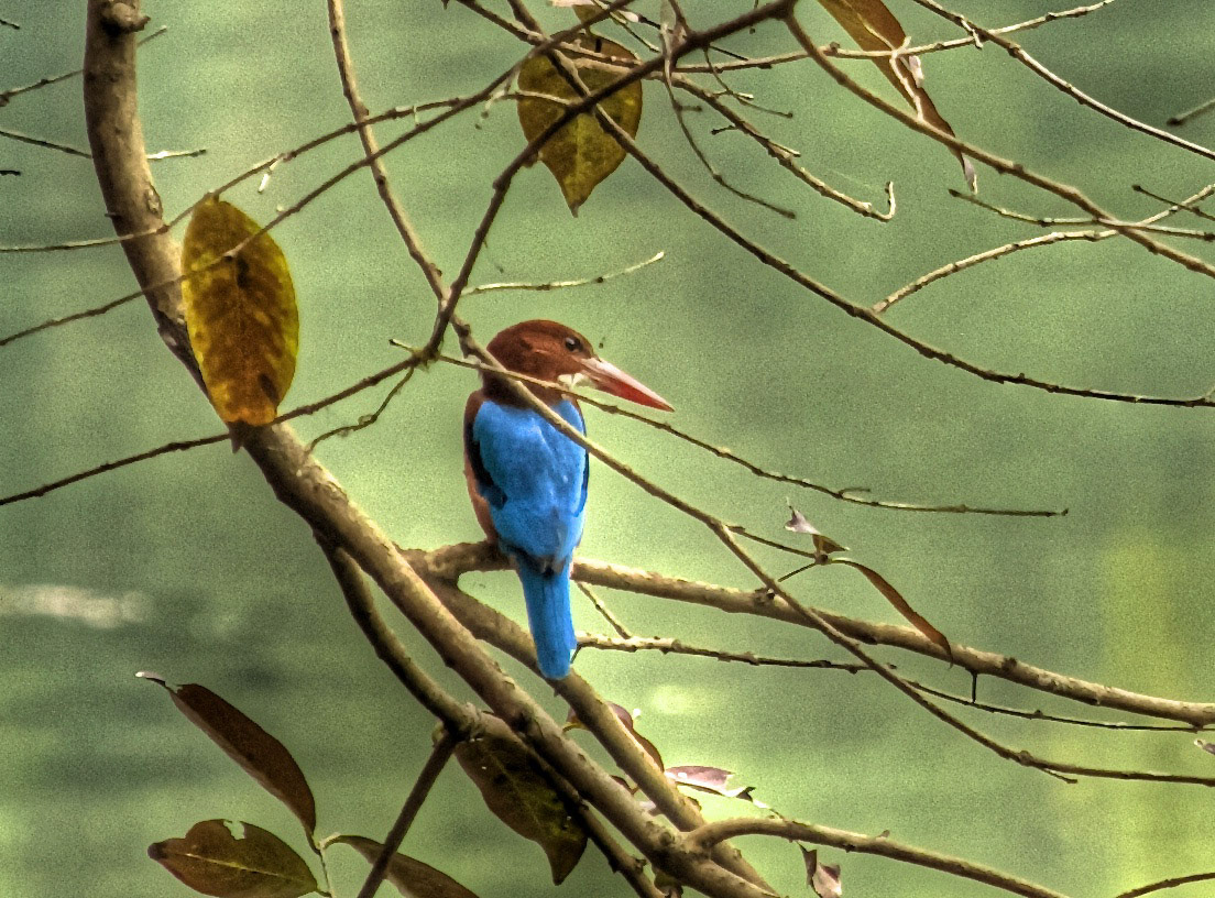 BangladeshPlease see my other Photographs at: http://www.jamespdeans.co.uk/