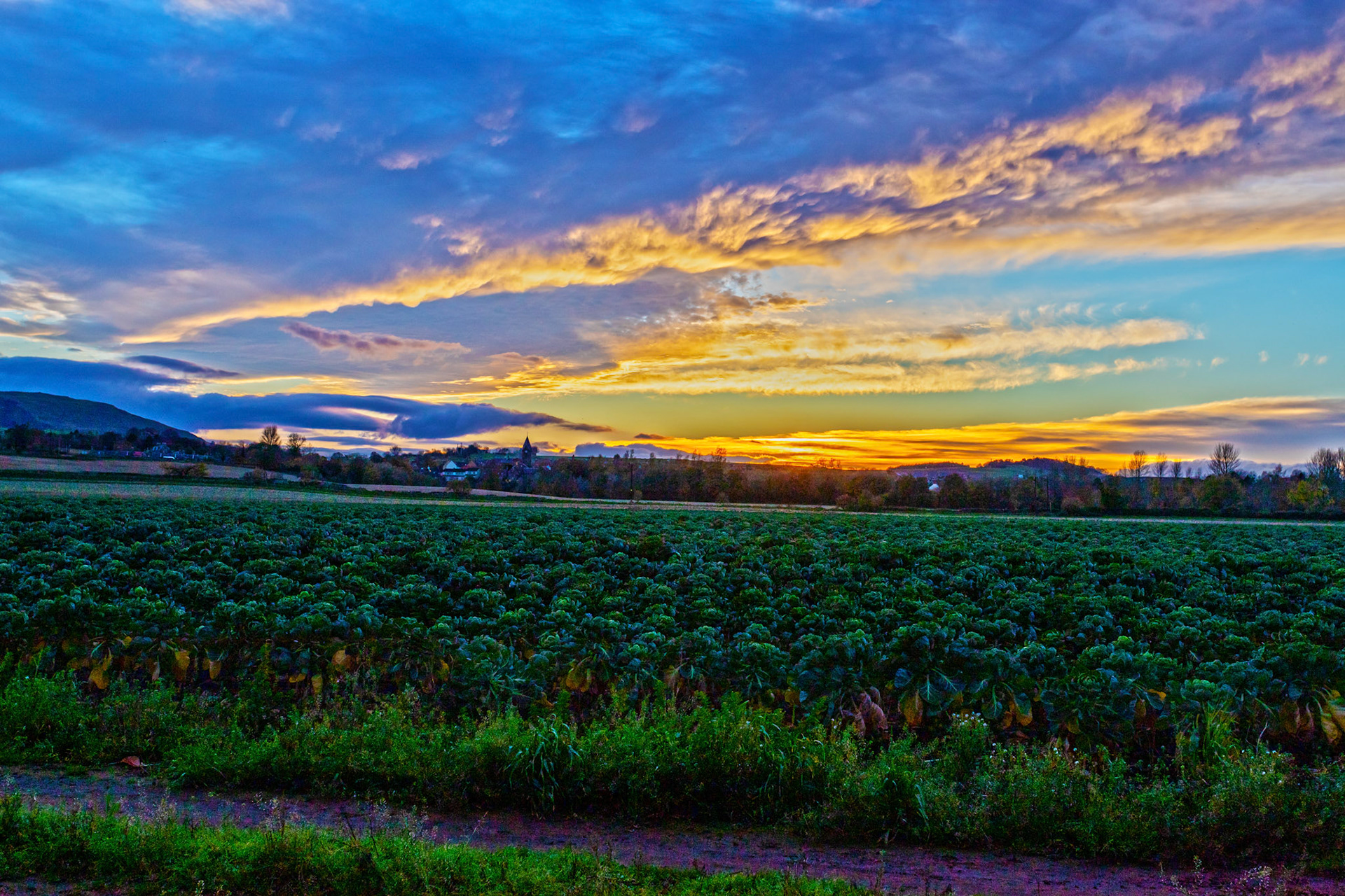 Brussels Sprouts Harvest in East Lothian 12 Nov 2022